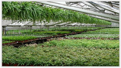 Ferns for Growers and Retail Stores